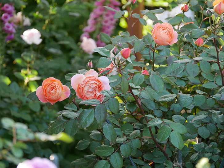 レディ・エマ・ハミルトン(木立バラ)の花が増えてきた。2020年-13.jpg