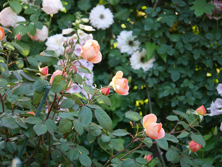 レディ・エマ・ハミルトン(木立バラ)の花が増えてきた。2020年-14.jpg