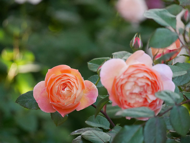 レディ・エマ・ハミルトン(木立バラ)の花が増えてきた。2020年-15.jpg