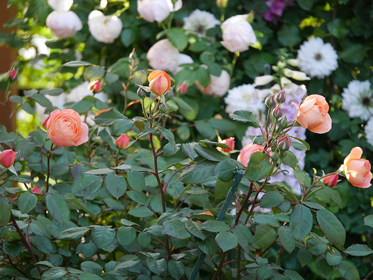 レディ・エマ・ハミルトン(木立バラ)の花が増えてきた。2020年-16.jpg