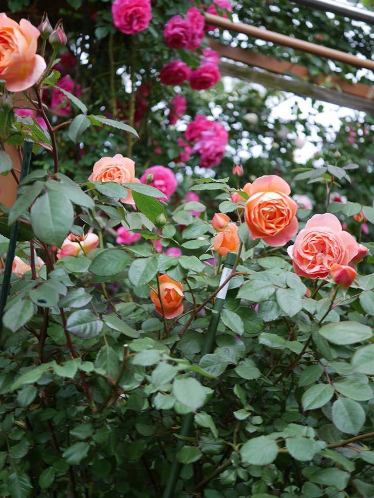 レディ・エマ・ハミルトン(木立バラ)の花が増えてきた。2020年-17.jpg