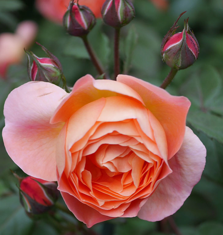 レディ・エマ・ハミルトン(木立バラ)の花が増えてきた。2020年-18.jpg