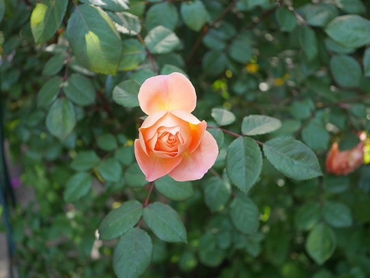 レディ・エマ・ハミルトン(木立バラ)の花が増えてきた。2020年-3.jpg