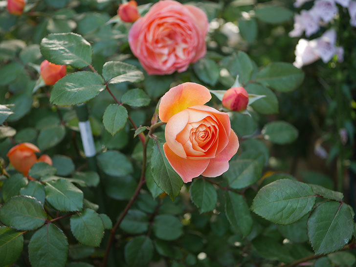 レディ・エマ・ハミルトン(木立バラ)の花が増えてきた。2020年-4.jpg