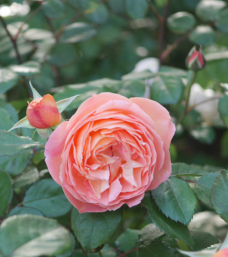 レディ・エマ・ハミルトン(木立バラ)の花が増えてきた。2020年-5.jpg