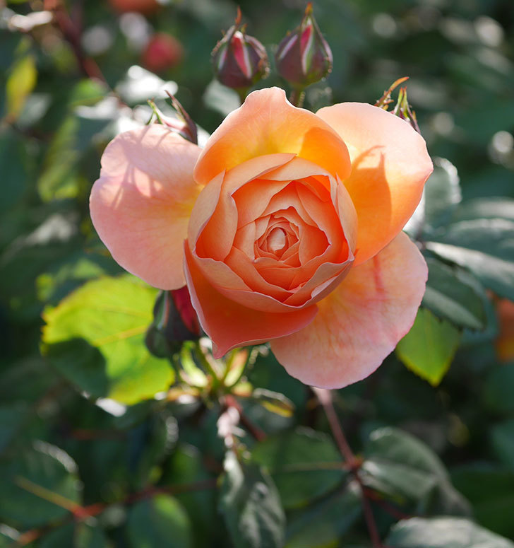レディ・エマ・ハミルトン(木立バラ)の花が増えてきた。2020年-6.jpg
