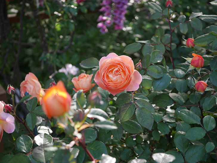 レディ・エマ・ハミルトン(木立バラ)の花が増えてきた。2020年-7.jpg