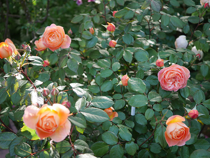 レディ・エマ・ハミルトン(木立バラ)の花が増えてきた。2020年-8.jpg