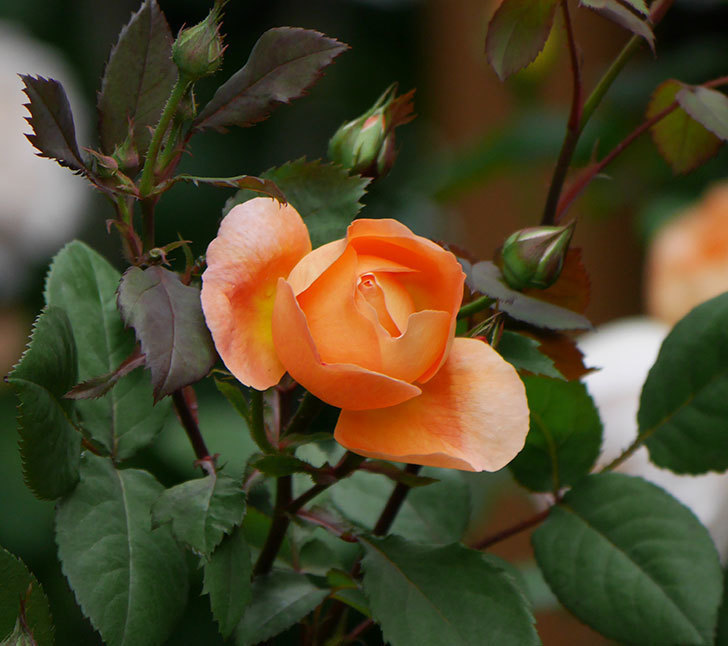 レディ・エマ・ハミルトン(木立バラ)の花が少し咲いた。2019年-1.jpg