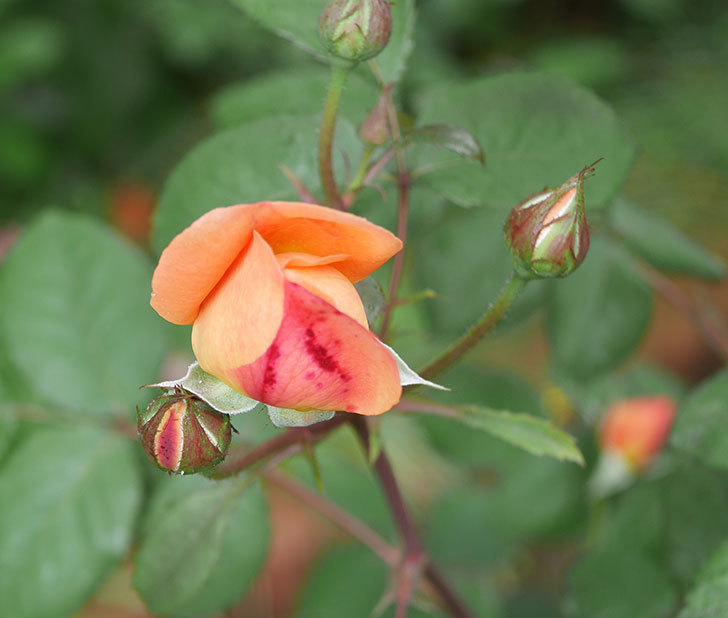 レディ・エマ・ハミルトン(木立バラ)の花が少し咲いた。2019年-12.jpg