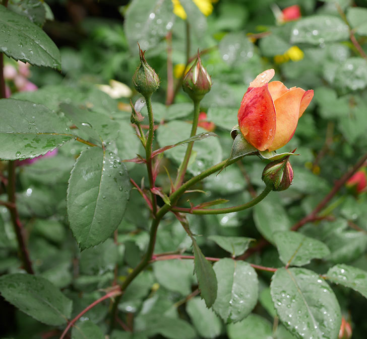 レディ・エマ・ハミルトン(木立バラ)の花が少し咲いた。2019年-17.jpg