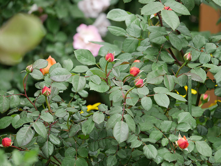 レディ・エマ・ハミルトン(木立バラ)の花が少し咲いた。2019年-6.jpg