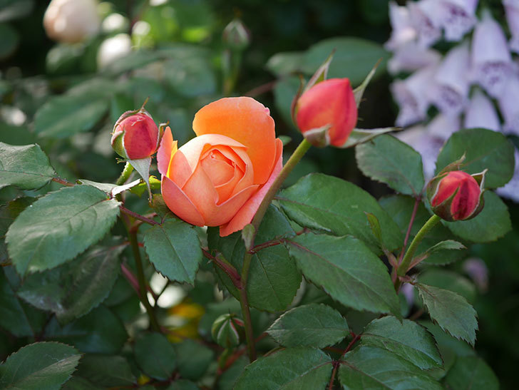 レディ・エマ・ハミルトン(木立バラ)の花が本格的に咲きだした。2020年-1.jpg