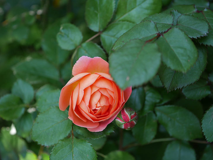 レディ・エマ・ハミルトン(木立バラ)の花が本格的に咲きだした。2020年-2.jpg
