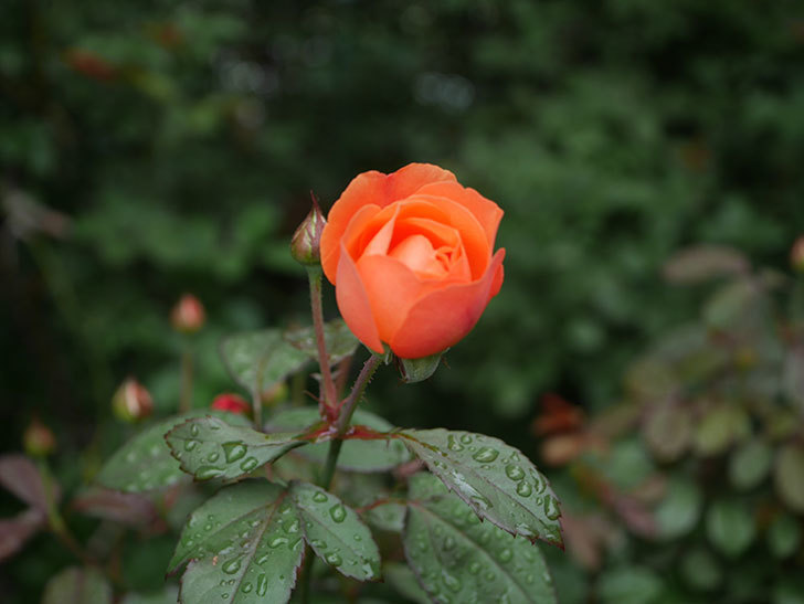 レディ・エマ・ハミルトン(Lady Emma Hamilton)の2番花が1個咲いた。木立バラ。2020年-002.jpg