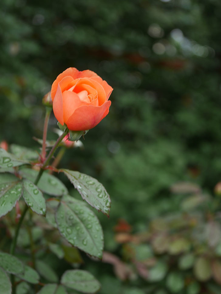 レディ・エマ・ハミルトン(Lady Emma Hamilton)の2番花が1個咲いた。木立バラ。2020年-007.jpg