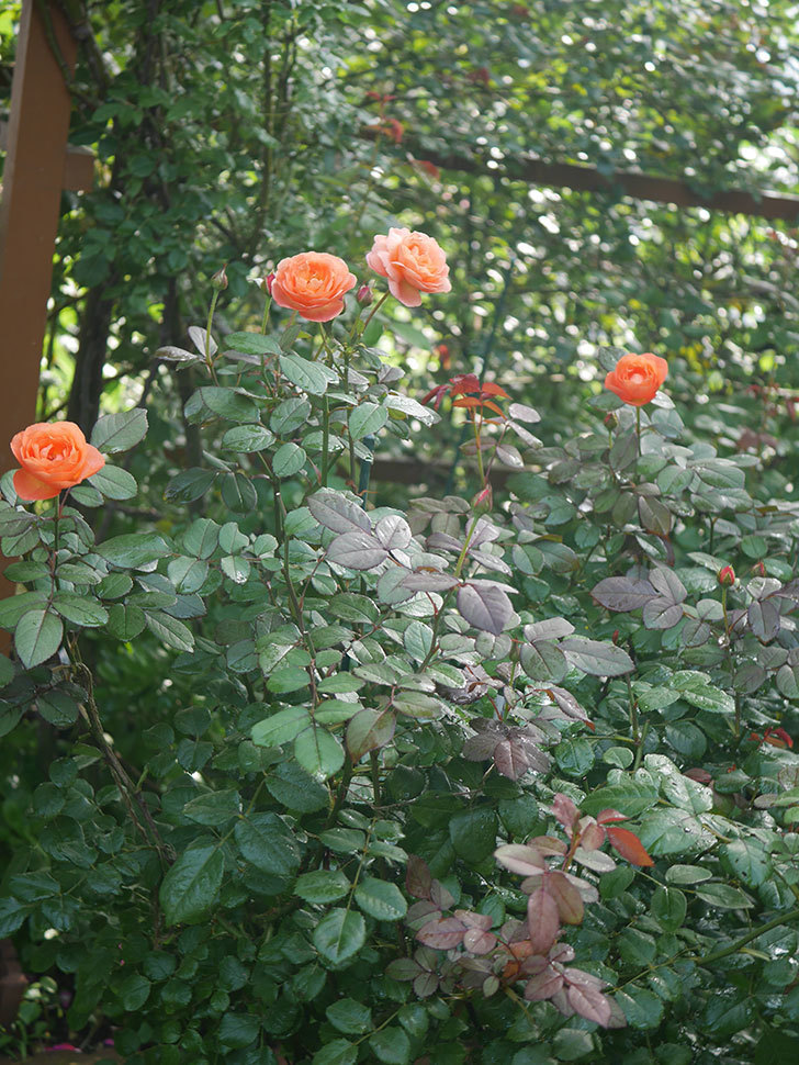 レディ・エマ・ハミルトン(Lady Emma Hamilton)の2番花が4個咲いた。木立バラ。2020年-005.jpg