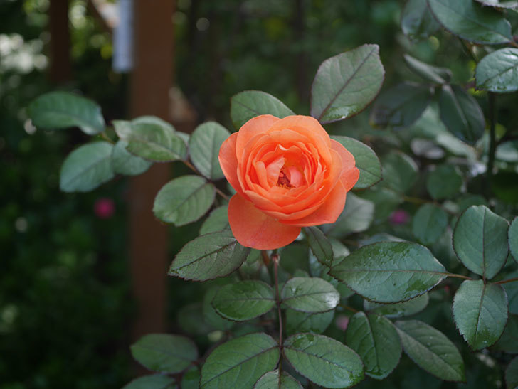 レディ・エマ・ハミルトン(Lady Emma Hamilton)の2番花が4個咲いた。木立バラ。2020年-006.jpg
