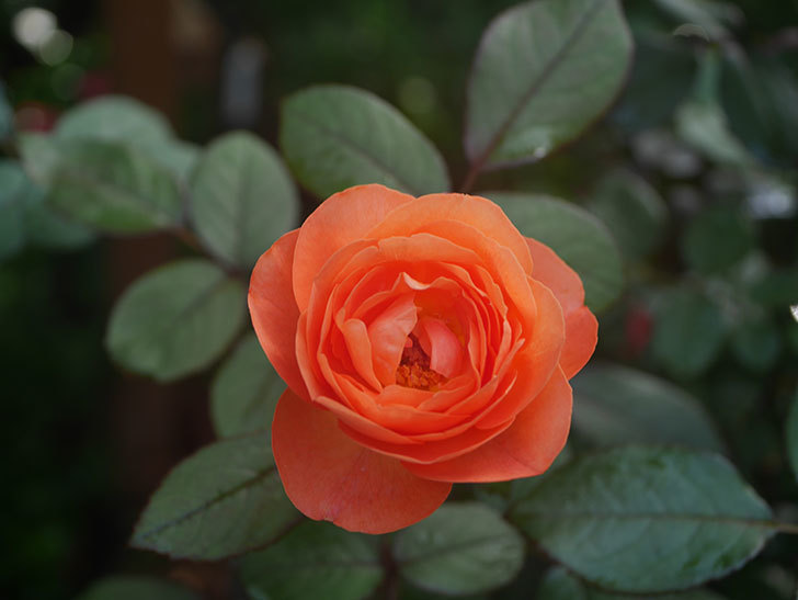 レディ・エマ・ハミルトン(Lady Emma Hamilton)の2番花が4個咲いた。木立バラ。2020年-007.jpg