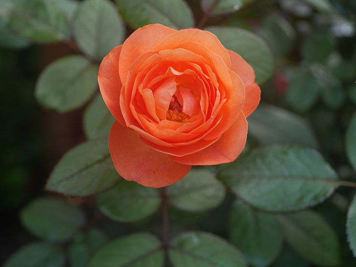 レディ・エマ・ハミルトン(Lady Emma Hamilton)の2番花が4個咲いた。木立バラ。2020年-008.jpg