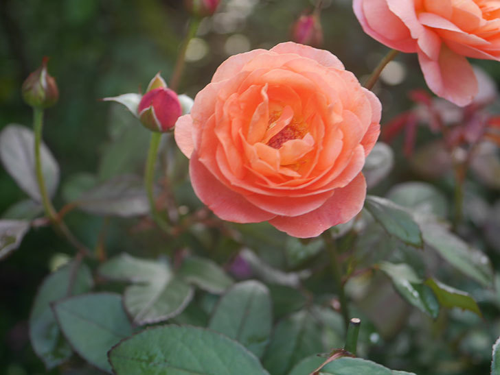 レディ・エマ・ハミルトン(Lady Emma Hamilton)の2番花が4個咲いた。木立バラ。2020年-010.jpg