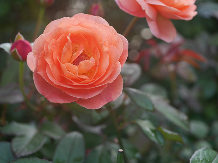 レディ・エマ・ハミルトン(Lady Emma Hamilton)の2番花が4個咲いた。木立バラ。2020年-011.jpg