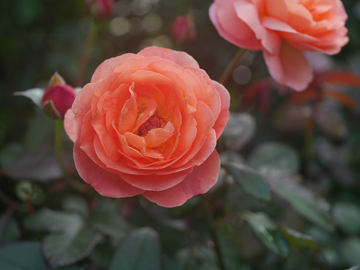 レディ・エマ・ハミルトン(Lady Emma Hamilton)の2番花が4個咲いた。木立バラ。2020年-012.jpg
