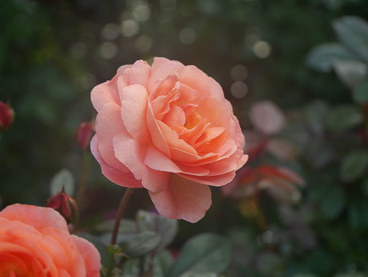 レディ・エマ・ハミルトン(Lady Emma Hamilton)の2番花が4個咲いた。木立バラ。2020年-013.jpg