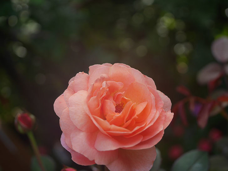 レディ・エマ・ハミルトン(Lady Emma Hamilton)の2番花が4個咲いた。木立バラ。2020年-014.jpg