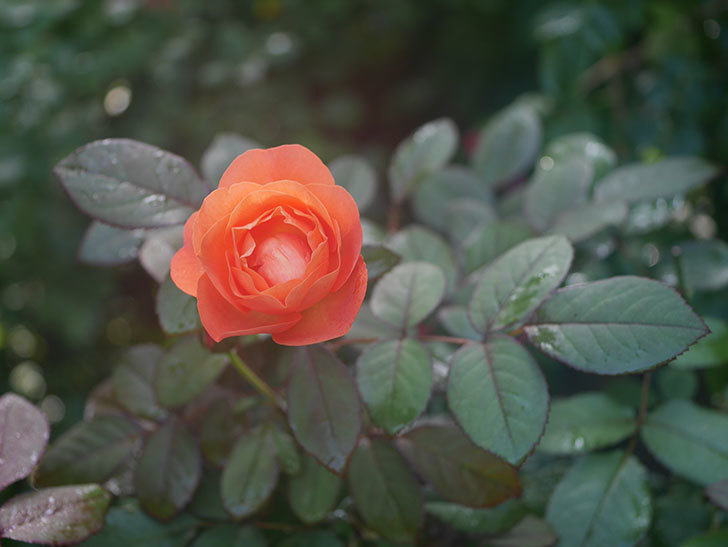 レディ・エマ・ハミルトン(Lady Emma Hamilton)の2番花が4個咲いた。木立バラ。2020年-015.jpg