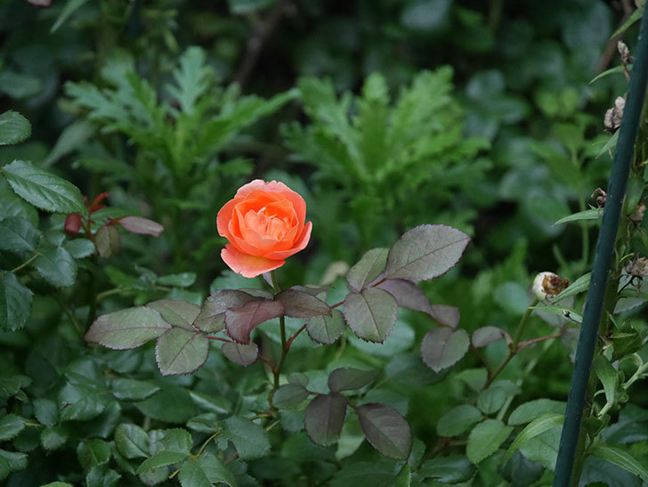 レディ・エマ・ハミルトン(Lady Emma Hamilton)の2番花がまた咲いた。木立バラ。2020年-001.jpg