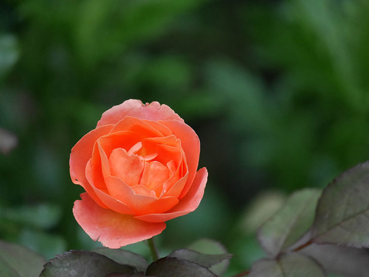 レディ・エマ・ハミルトン(Lady Emma Hamilton)の2番花がまた咲いた。木立バラ。2020年-002.jpg