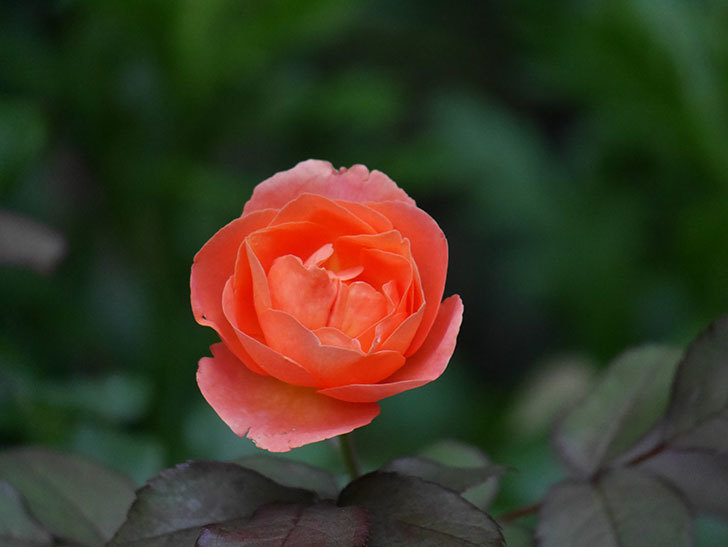 レディ・エマ・ハミルトン(Lady Emma Hamilton)の2番花がまた咲いた。木立バラ。2020年-003.jpg