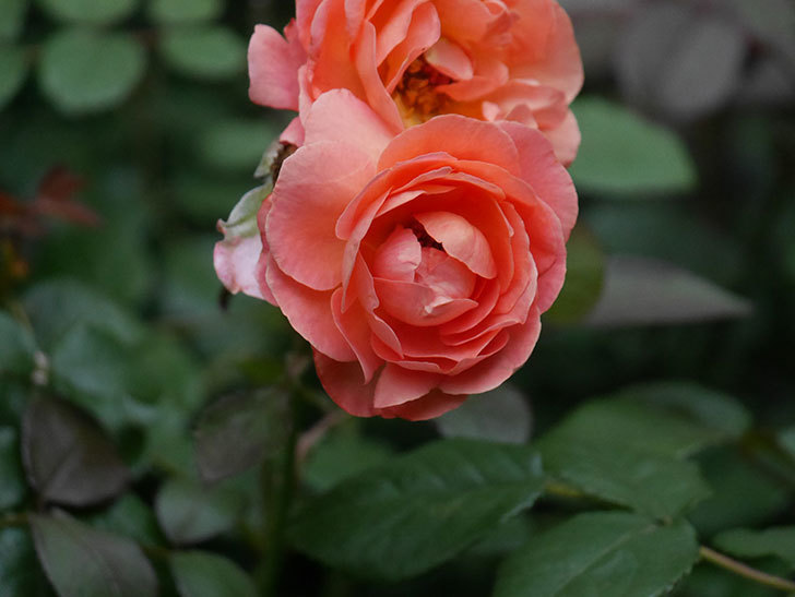 レディ・エマ・ハミルトン(Lady Emma Hamilton)の2番花がまた咲いた。木立バラ。2020年-004.jpg