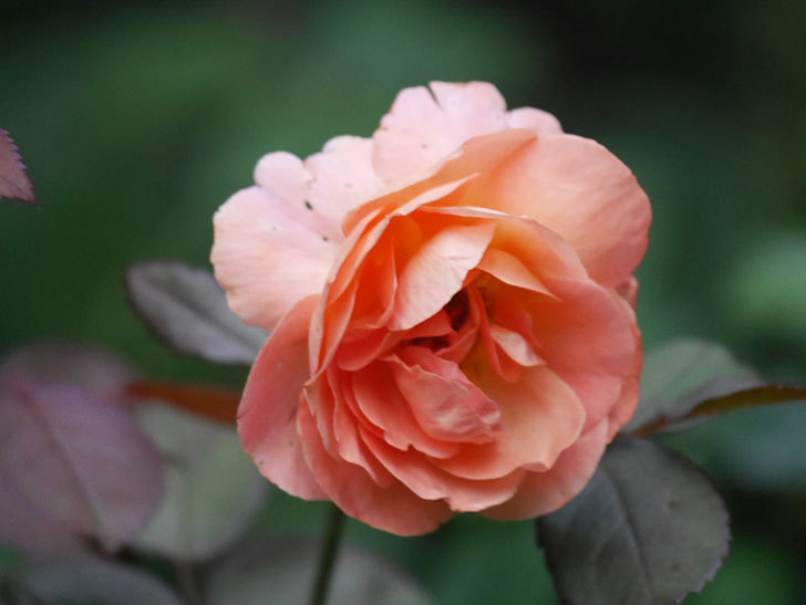 レディ・エマ・ハミルトン(Lady Emma Hamilton)の2番花がまた咲いた。木立バラ。2020年-008.jpg