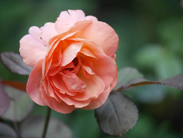 レディ・エマ・ハミルトン(Lady Emma Hamilton)の2番花がまた咲いた。木立バラ。2020年-009.jpg