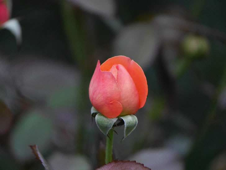 レディ・エマ・ハミルトン(Lady Emma Hamilton)の2番花がまた咲いた。木立バラ。2020年-010.jpg