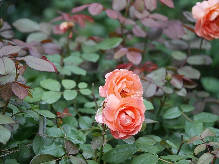 レディ・エマ・ハミルトン(Lady Emma Hamilton)の2番花がまた咲いた。木立バラ。2020年-011.jpg