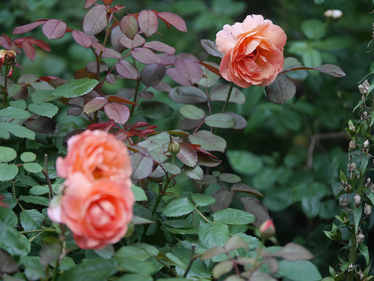 レディ・エマ・ハミルトン(Lady Emma Hamilton)の2番花がまた咲いた。木立バラ。2020年-012.jpg
