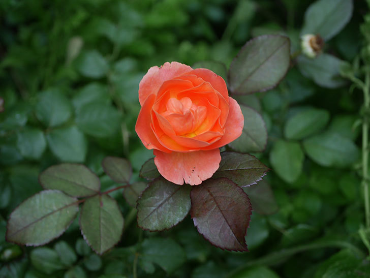 レディ・エマ・ハミルトン(Lady Emma Hamilton)の2番花がまた咲いた。木立バラ。2020年-016.jpg