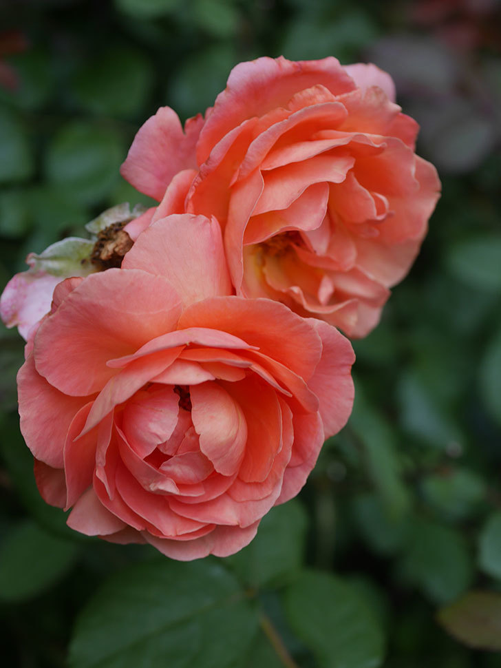 レディ・エマ・ハミルトン(Lady Emma Hamilton)の2番花がまた咲いた。木立バラ。2020年-017.jpg