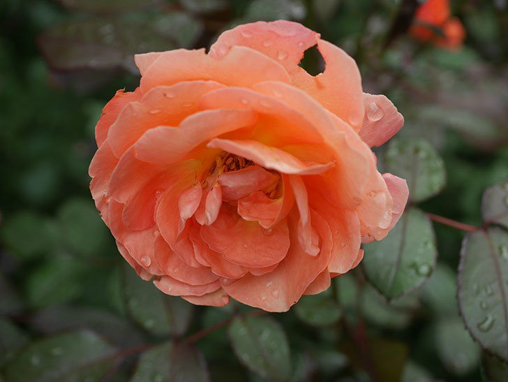 レディ・エマ・ハミルトン(Lady Emma Hamilton)の2番花が増えてきた。木立バラ。2020年-004.jpg