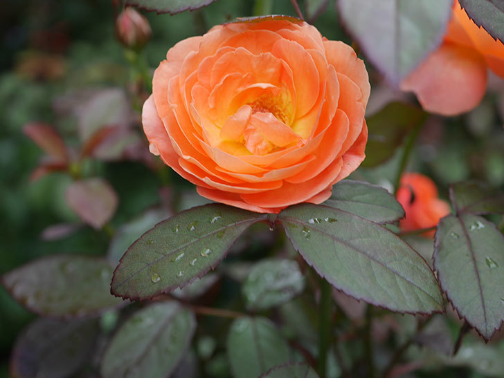 レディ・エマ・ハミルトン(Lady Emma Hamilton)の2番花が増えてきた。木立バラ。2020年-005.jpg