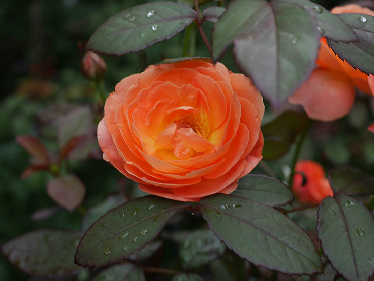 レディ・エマ・ハミルトン(Lady Emma Hamilton)の2番花が増えてきた。木立バラ。2020年-006.jpg
