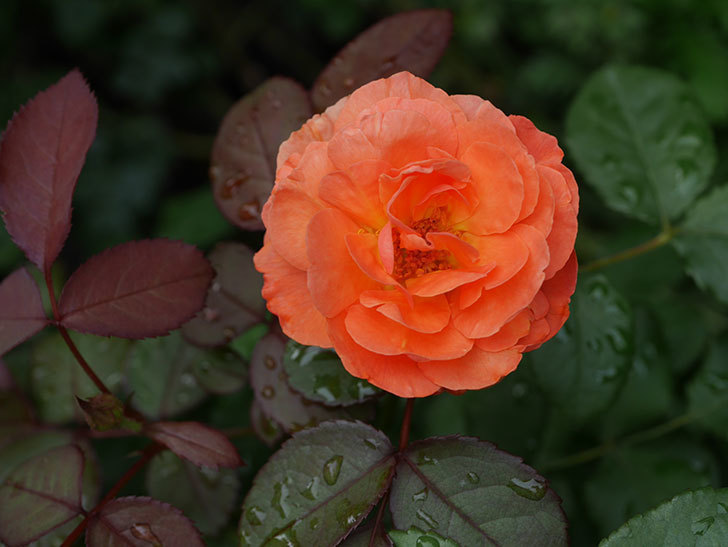 レディ・エマ・ハミルトン(Lady Emma Hamilton)の2番花が増えてきた。木立バラ。2020年-012.jpg