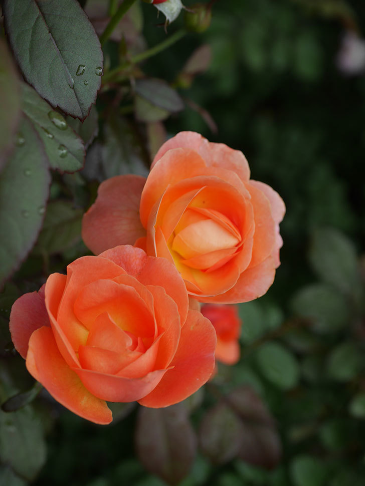 レディ・エマ・ハミルトン(Lady Emma Hamilton)の2番花が増えてきた。木立バラ。2020年-013.jpg