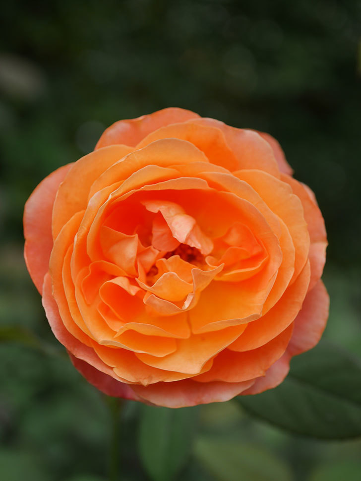 レディ・エマ・ハミルトン(Lady Emma Hamilton)の秋花が咲いた。木立バラ。2021年-021.jpg