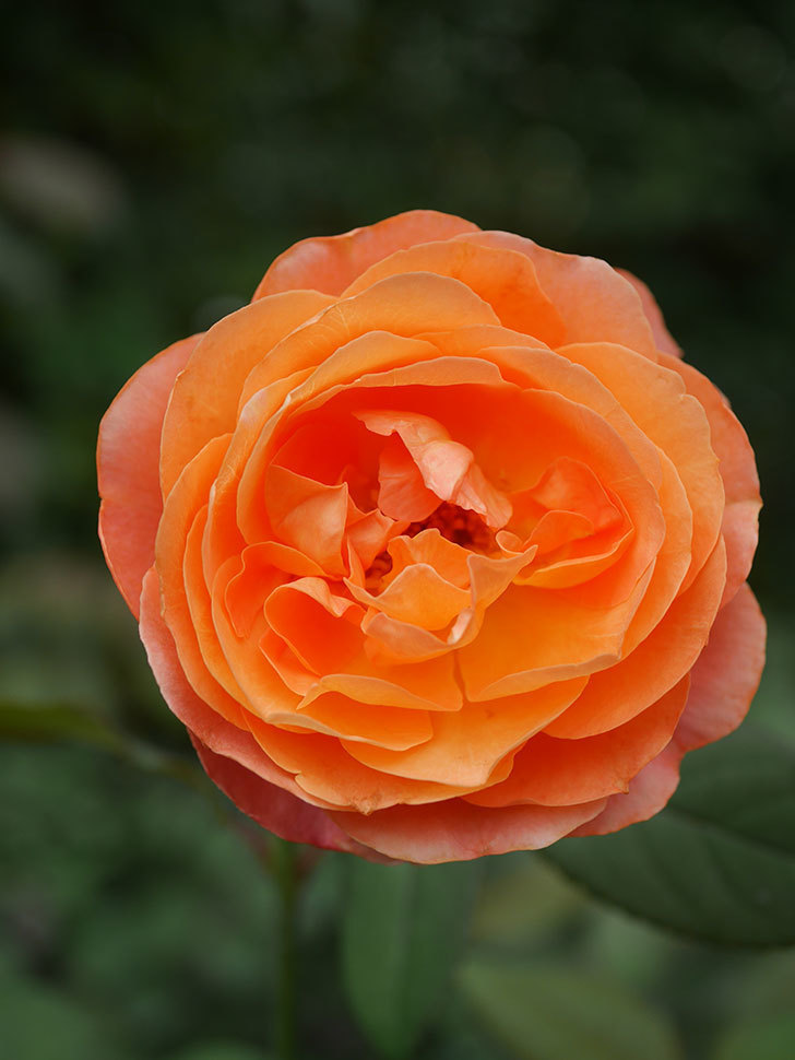 レディ・エマ・ハミルトン(Lady Emma Hamilton)の秋花が咲いた。木立バラ。2021年-022.jpg