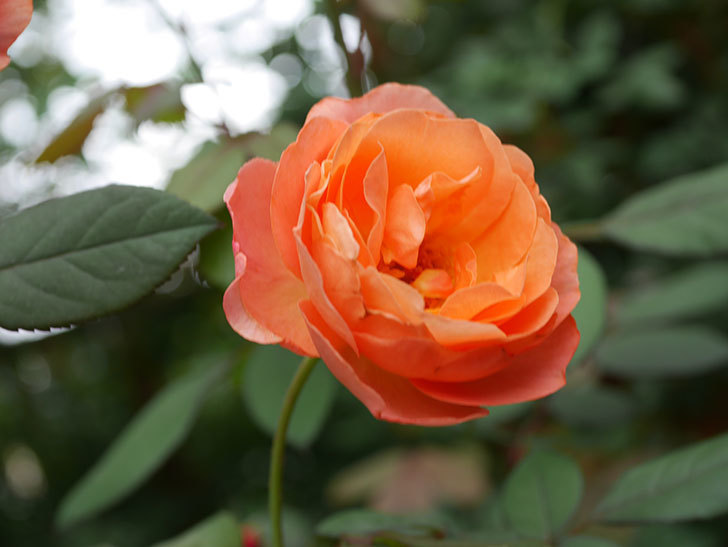 レディ・エマ・ハミルトン(Lady Emma Hamilton)の秋花が咲いた。木立バラ。2021年-026.jpg