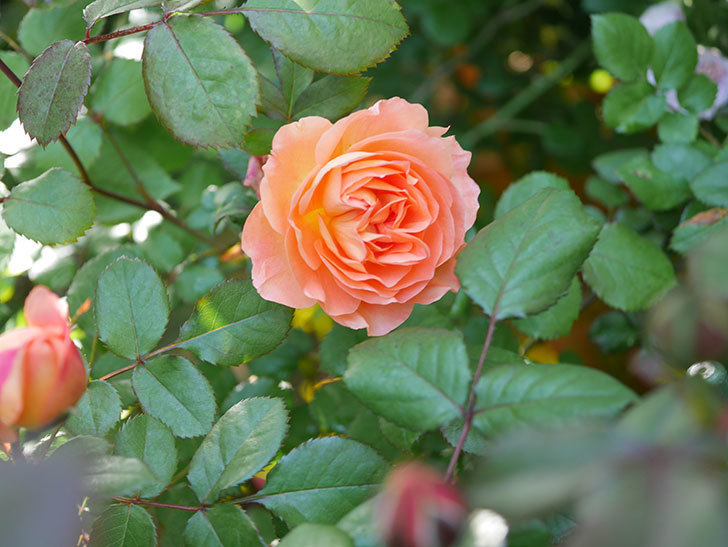 レディ・エマ・ハミルトン(Lady Emma Hamilton)の花が咲いた。木立バラ。2021年-001.jpg